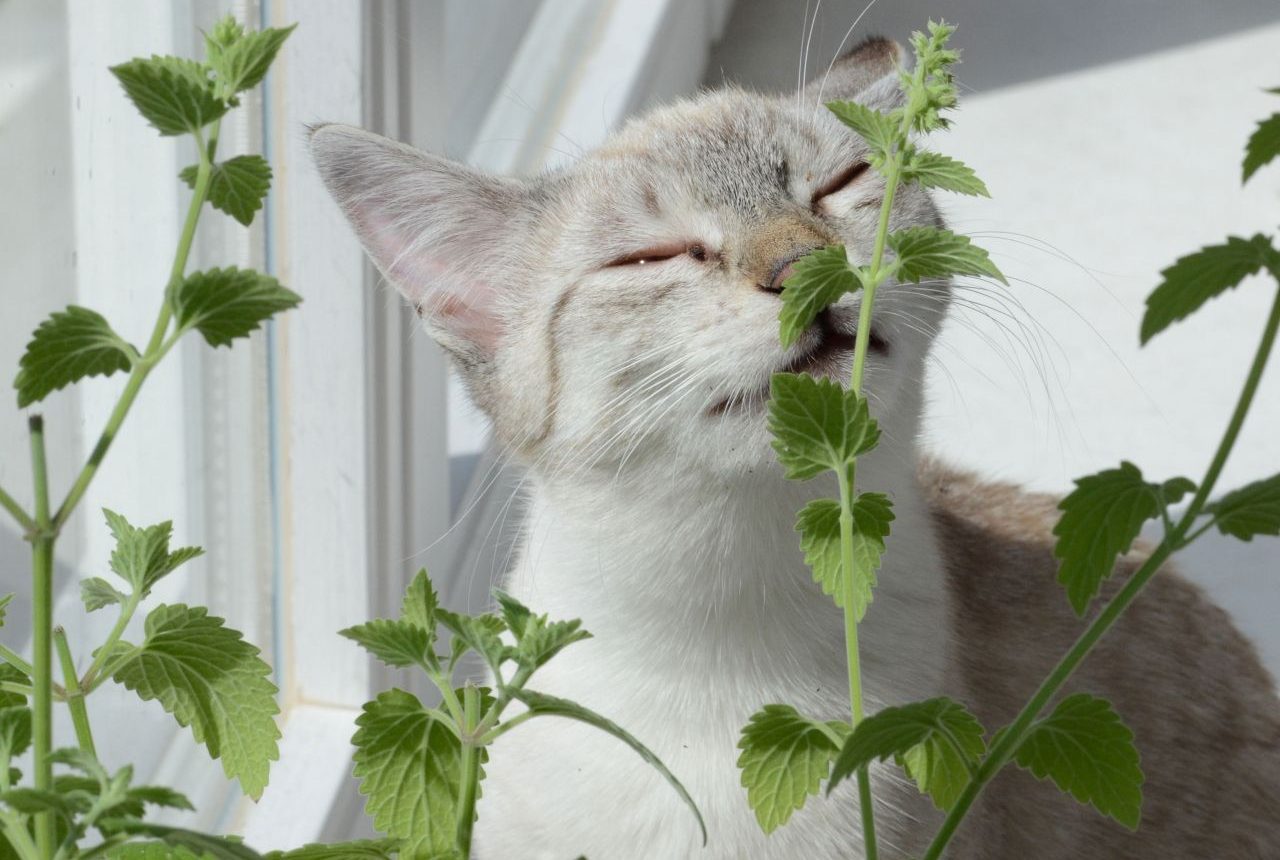 Read more about the article 5 passos para criar um jardim sensorial para seu gato