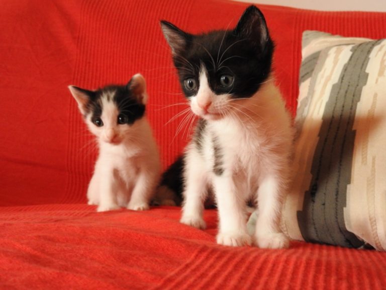 Read more about the article Cãozinho adota filhotes de gato abandonados
