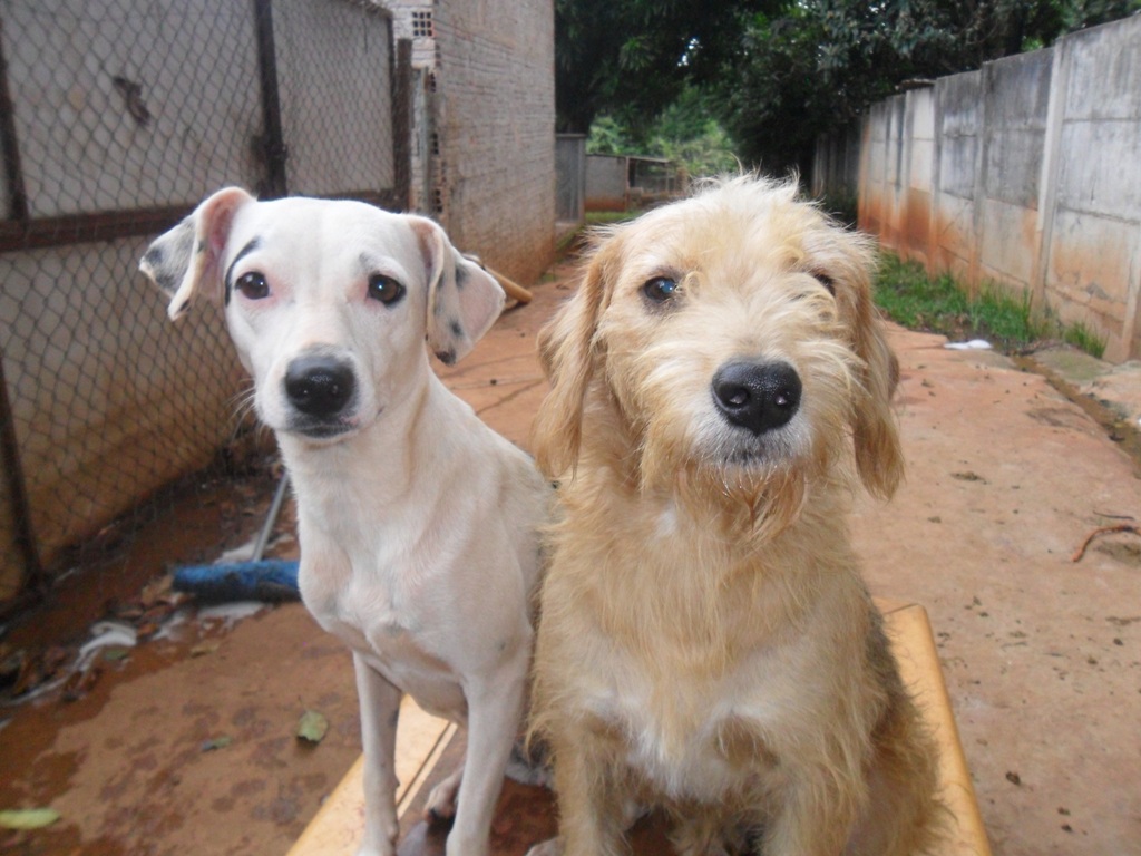 Leia mais sobre o artigo Abrigo Dona Júlia precisa de veterinários voluntários