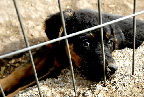 Leia mais sobre o artigo Lar São Francisco busca nova sede para abrigar cães abandonados