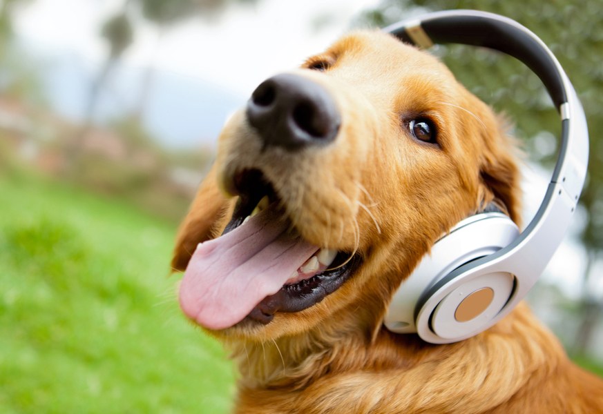 Leia mais sobre o artigo Mark Hoppus (Blink-182) reverte lucro de nova música para animais afetados por furacão