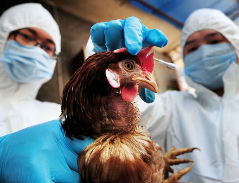 Leia mais sobre o artigo Novo vírus da gripe aviária tem potencial para pandemia