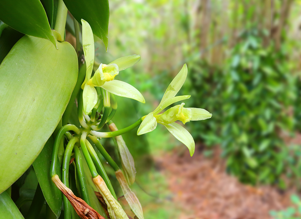 Leia mais sobre o artigo A verdadeira origem da baunilha: um segredo escondido nas orquídeas