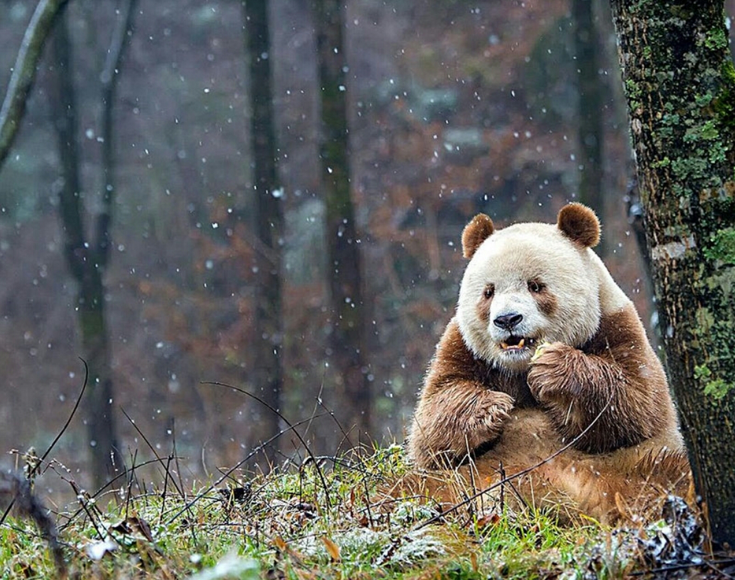 Leia mais sobre o artigo A história de Qizai, o último panda marrom do mundo