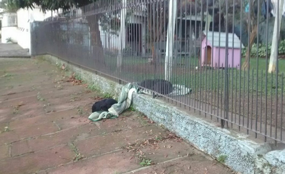 Leia mais sobre o artigo Cachorra divide cobertor com um cãozinho de rua