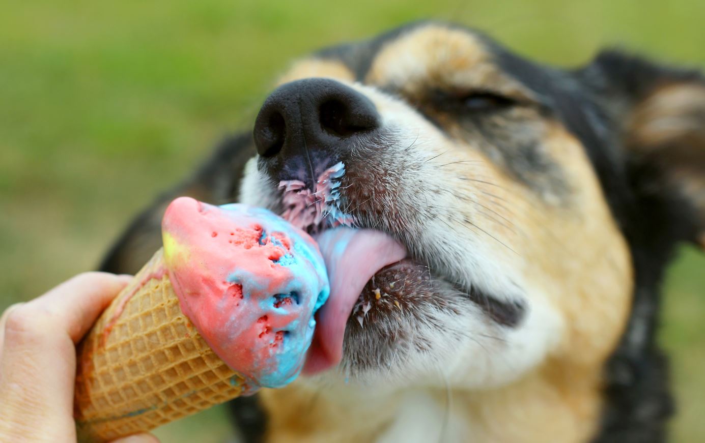 Leia mais sobre o artigo Como fazer um sorvete delicioso para seu dog