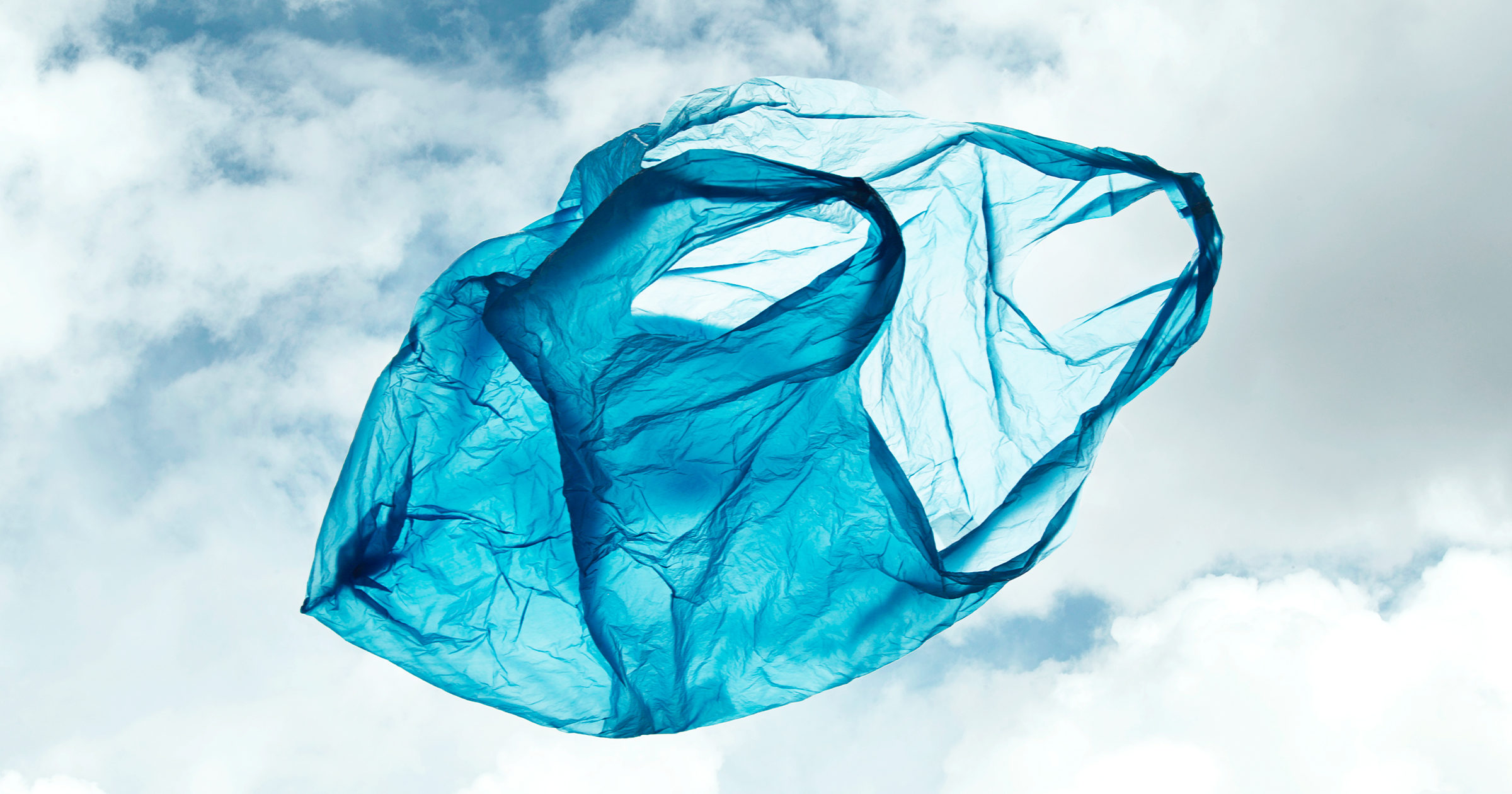 Leia mais sobre o artigo Inseto é capaz de alimentar-se de sacolas plásticas