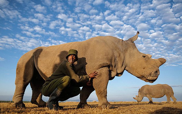 Leia mais sobre o artigo Rinoceronte-branco em extinção está no Tinder